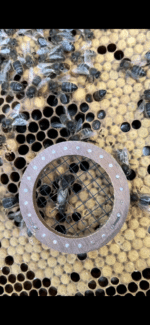 Virgin and Mated Queen Bees