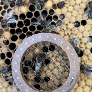 Virgin and Mated Queen Bees